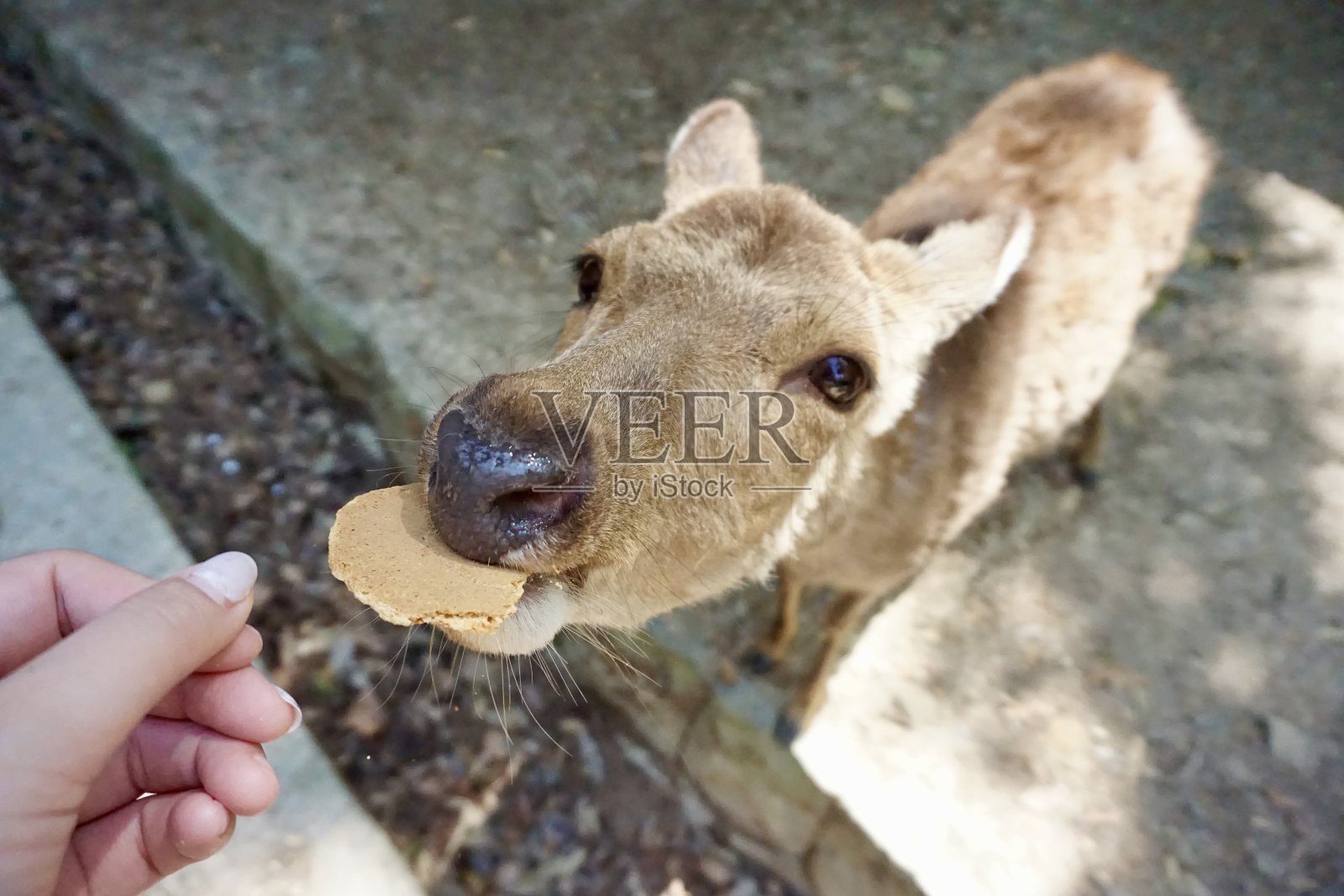 鹿照片摄影图片