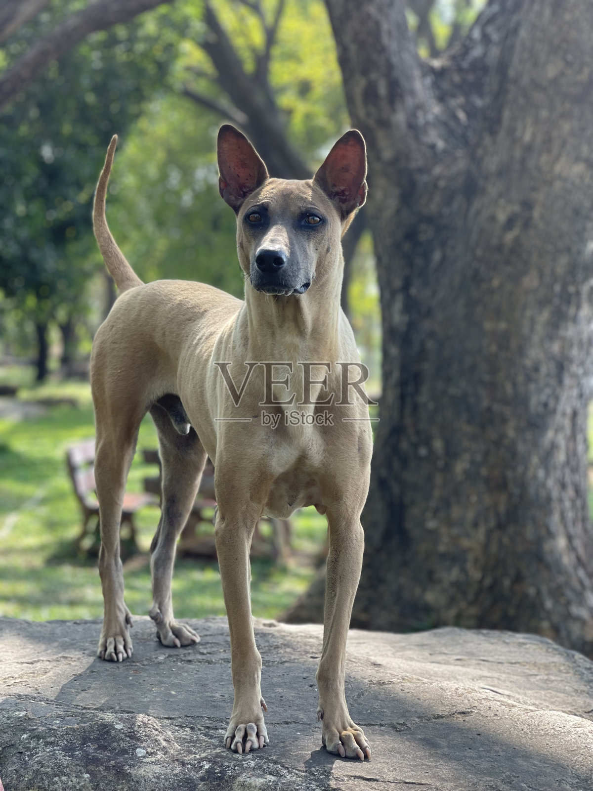 这只狗照片摄影图片