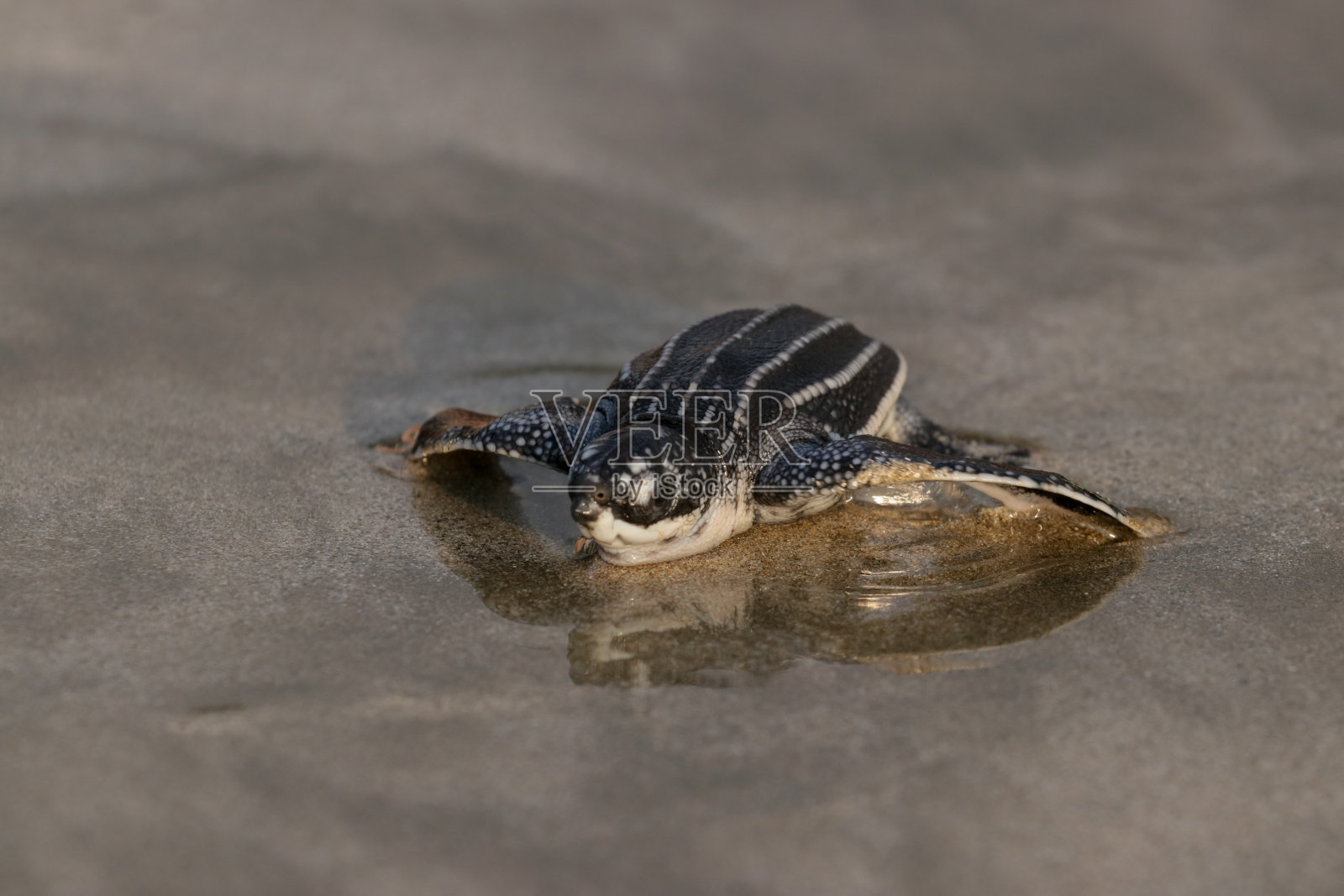 一只小乌龟爬回了亚齐岛的大海照片摄影图片