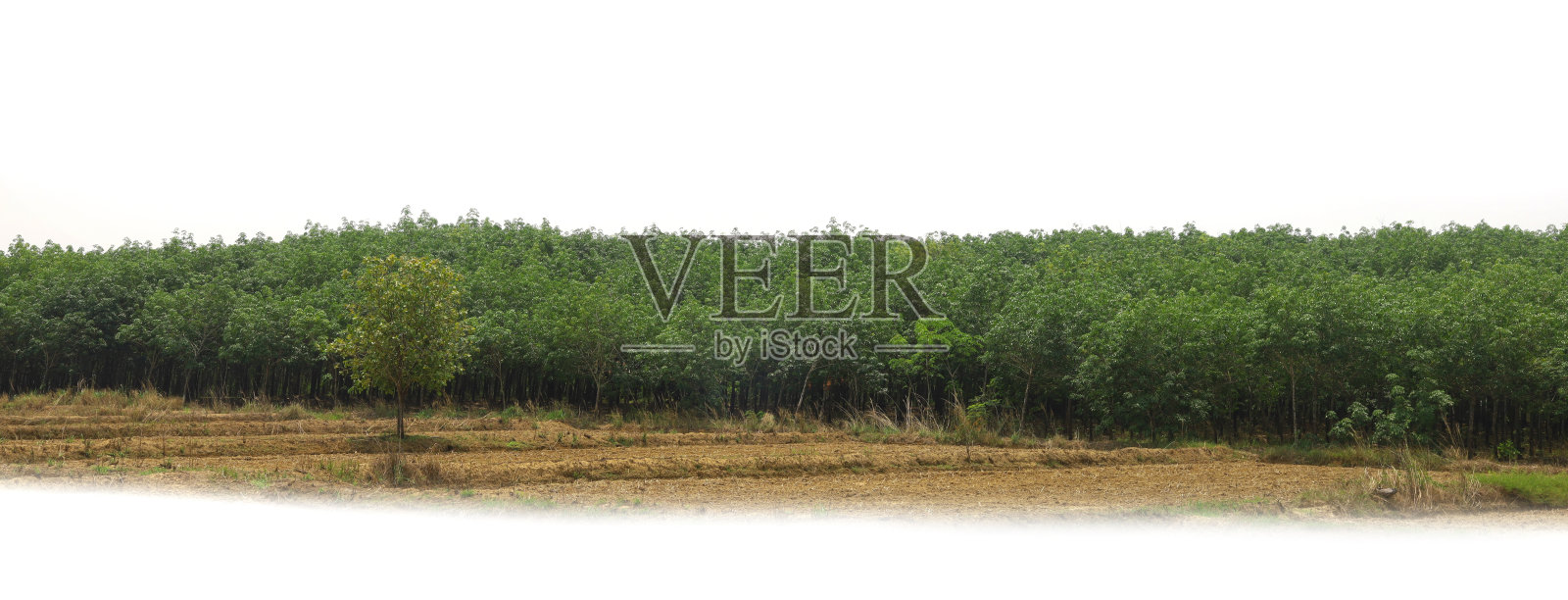 长长的森林，与世隔绝，白色的背景照片摄影图片