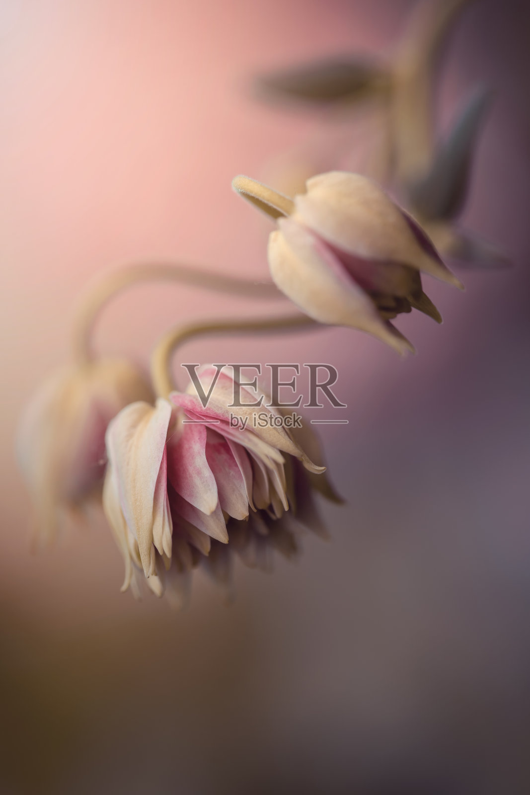 花耧斗菜照片摄影图片