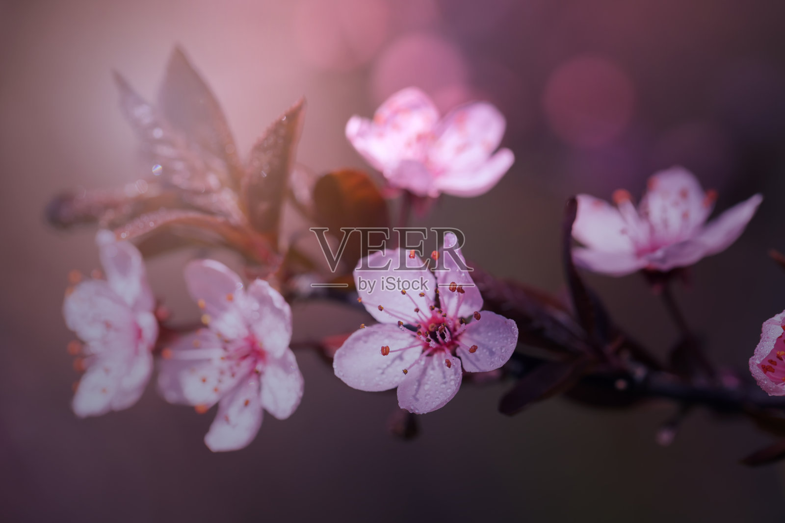 日本樱花照片摄影图片