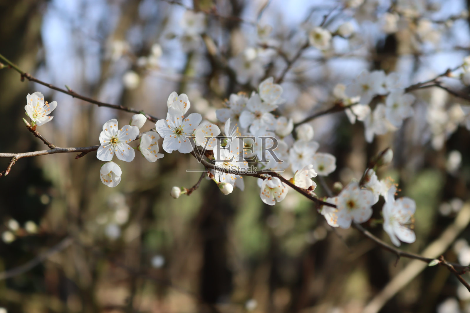灌木篱墙照片摄影图片