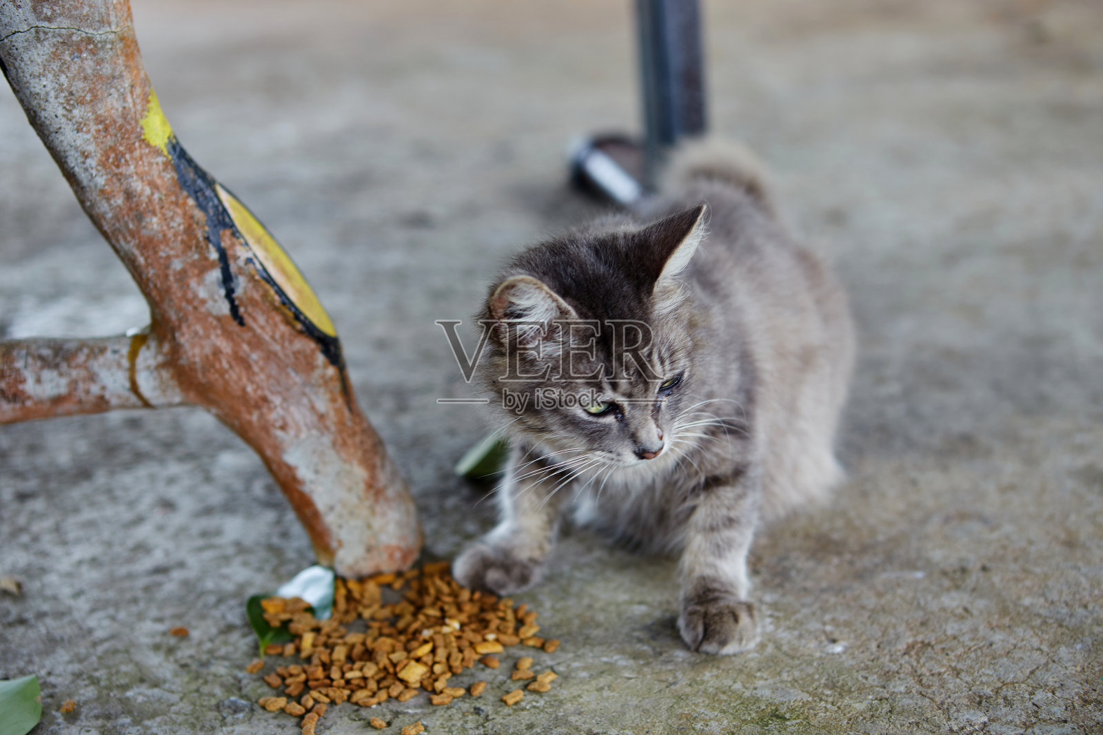 在水泥地上吃东西的流浪猫照片摄影图片