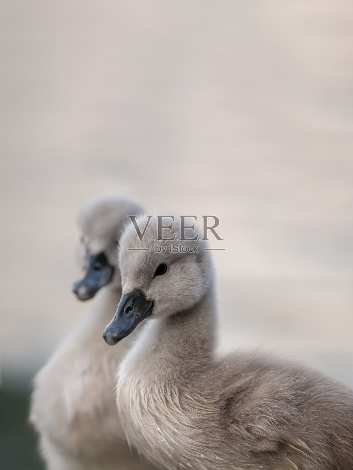 两只灰天鹅宝宝的肖像。沉默的天鹅小天鹅。天鹅座olor。照片摄影图片