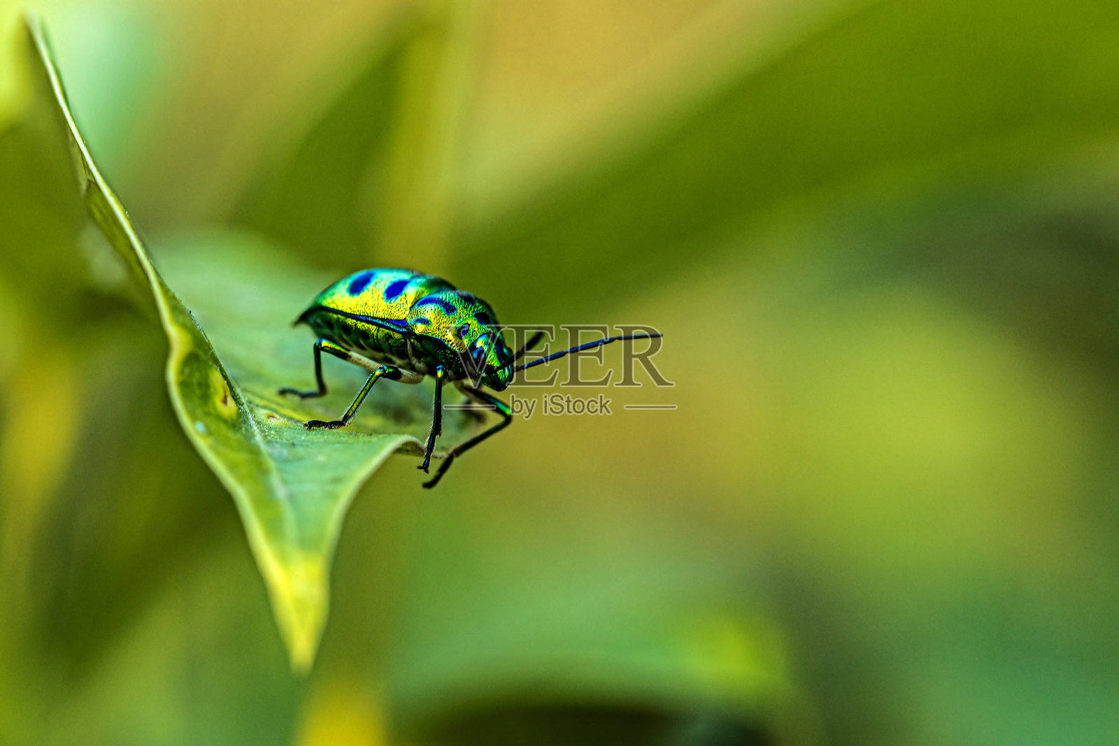 绿叶上的宝石虫照片摄影图片