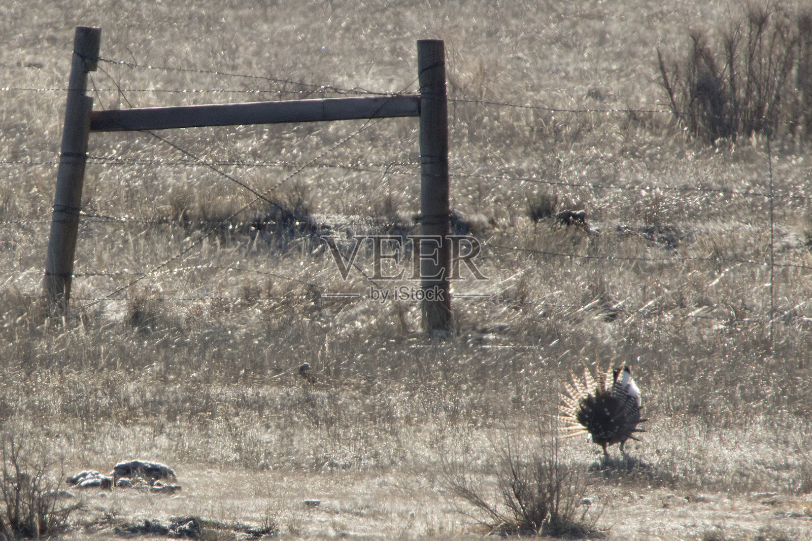 稀有野生甘尼逊鼠尾草松鸡在科罗拉多的韭葱场展出照片摄影图片