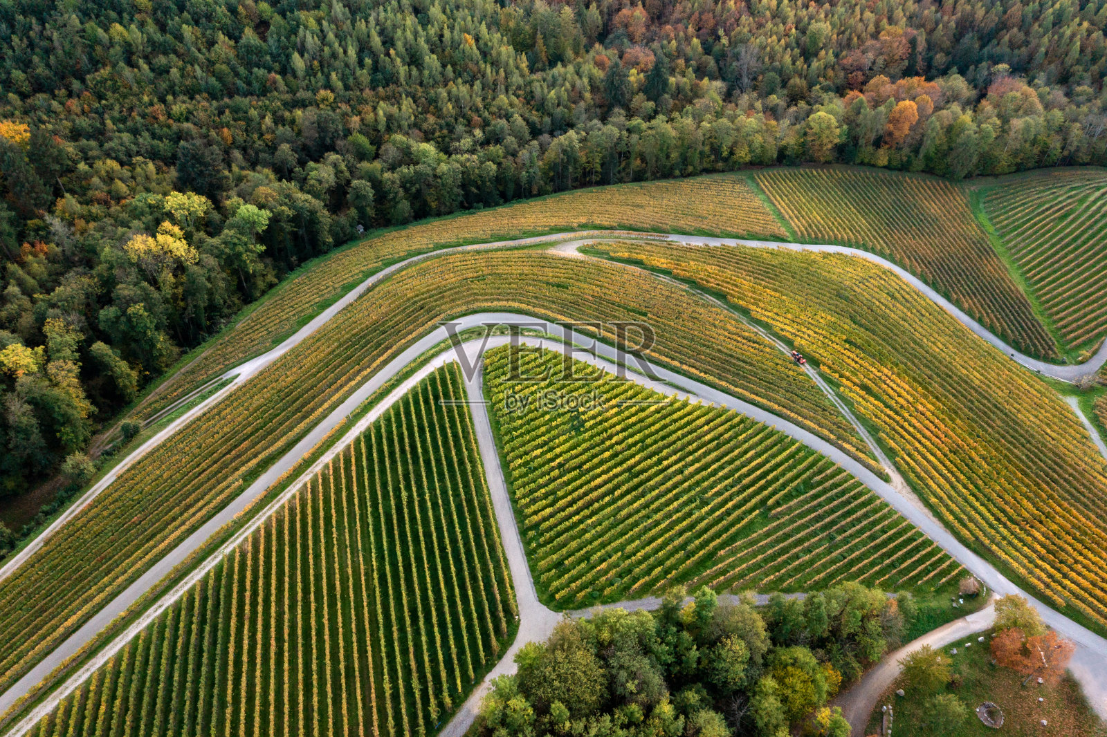 俯瞰葡萄园和黑森林-德国照片摄影图片