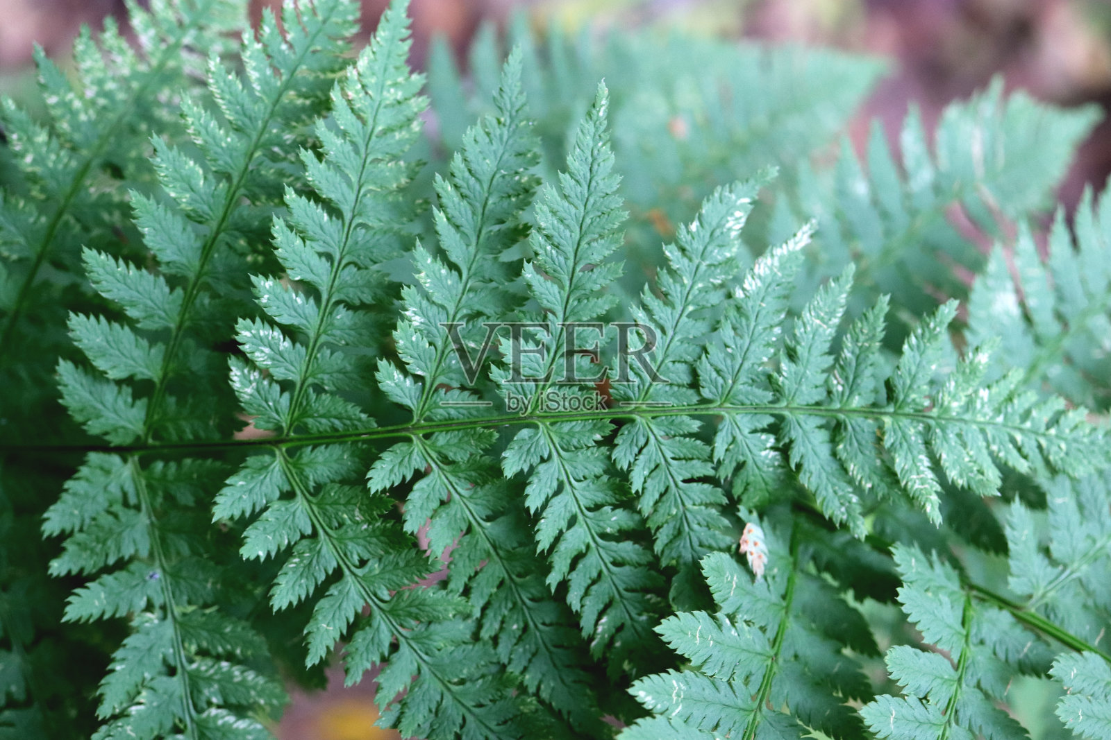 大蕨类的枝叶。绿叶纹理。自然花卉背景。有机植物美宏观特写。照片摄影图片