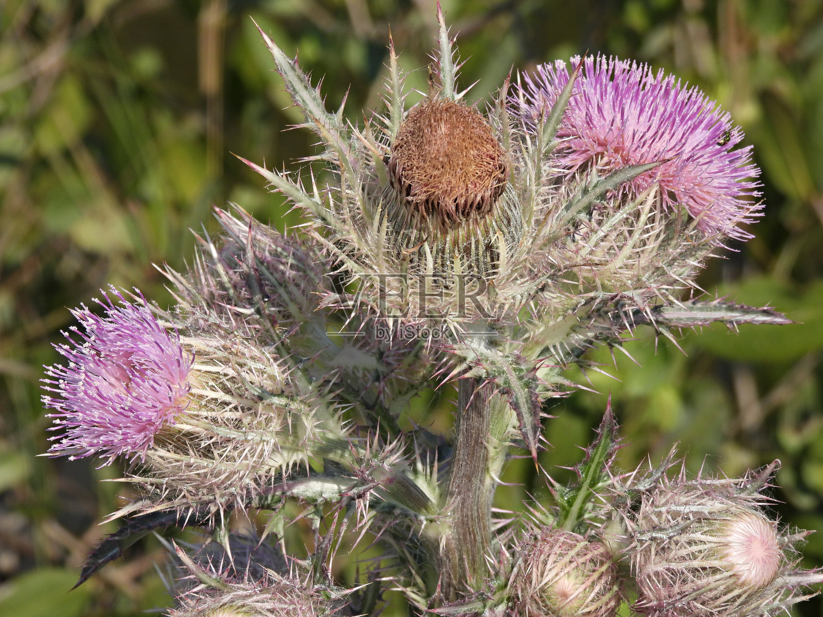 纳托蓟(Cirsium nuttallii) -一束粉红色的花在佛罗里达州照片摄影图片