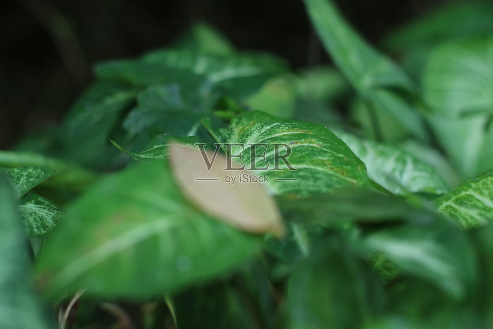 绿色的叶子照片摄影图片