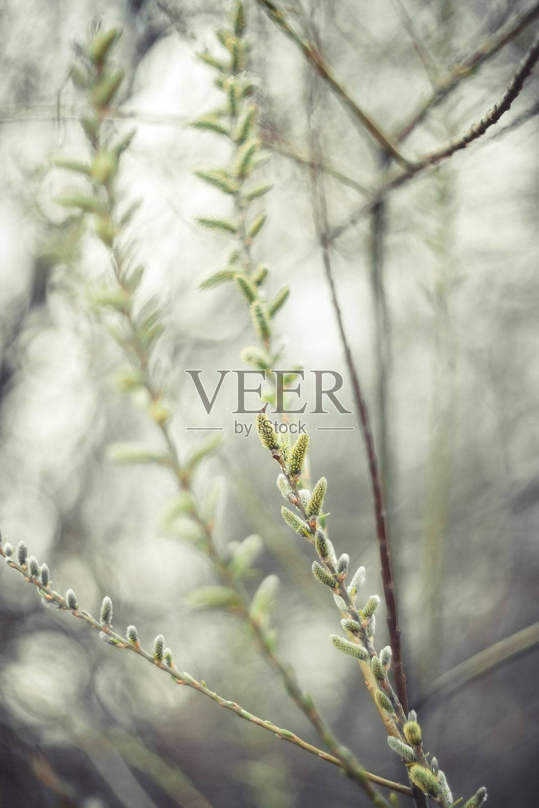 第一朵花蕾在模糊的背景下在树枝上绽放。春天照片摄影图片