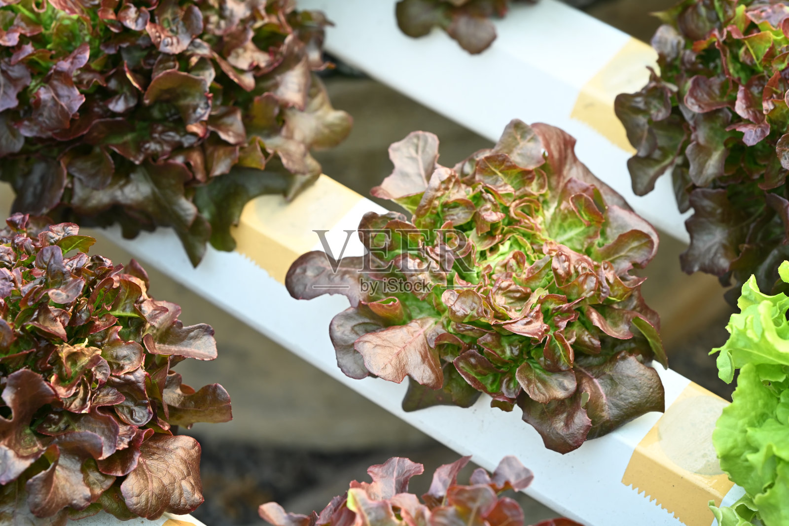 新鲜有机红橡树生菜在绿色有机种植农场。健康食品、农业和水培概念。照片摄影图片