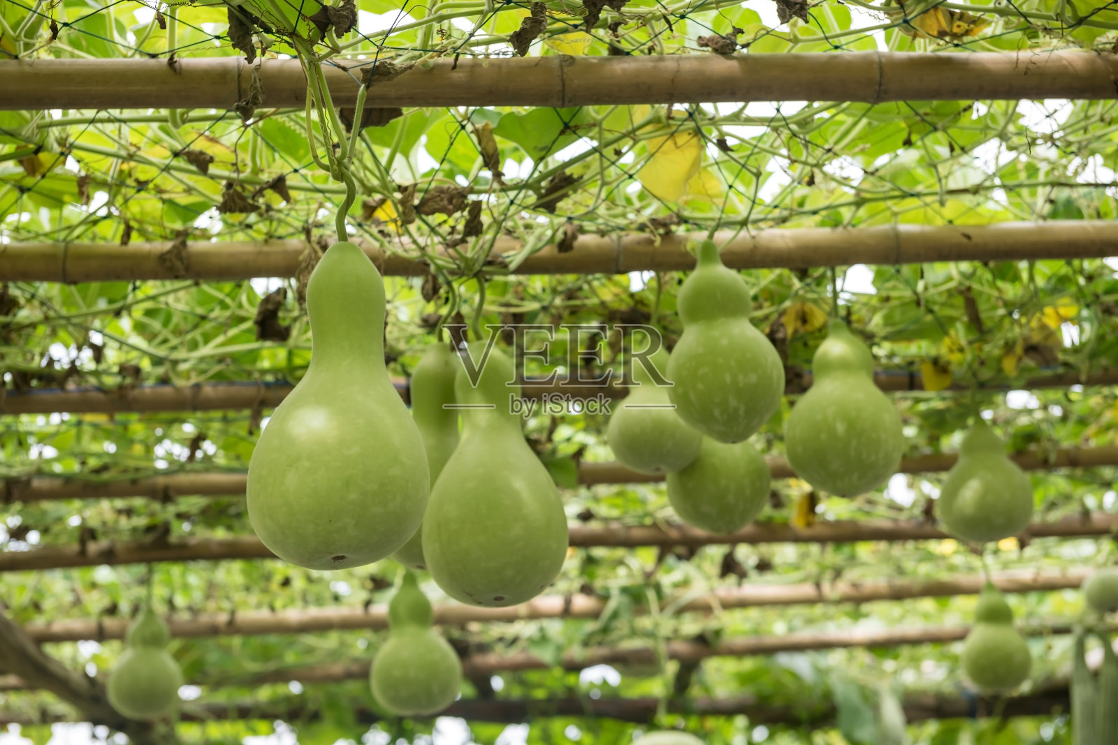 天网上种植着许多绿色新鲜的葫芦蔬菜照片摄影图片
