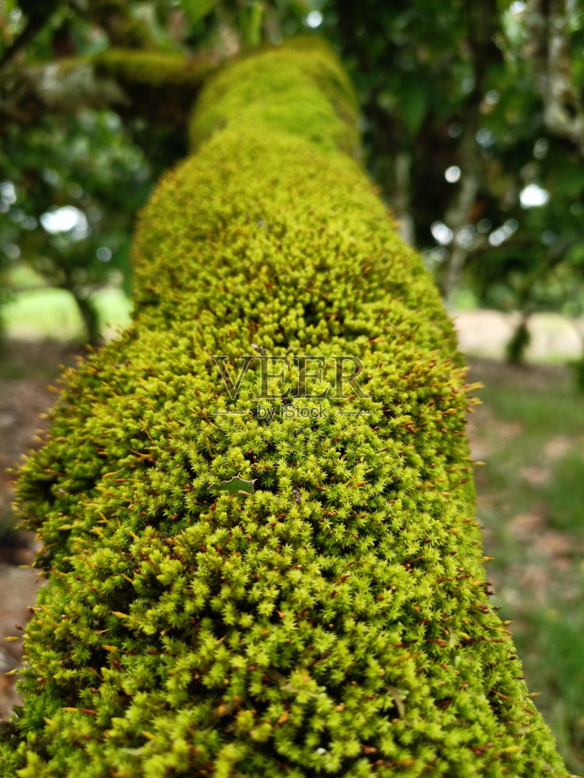 自然照片为背景的绿色苔藓植物依附在树上照片摄影图片