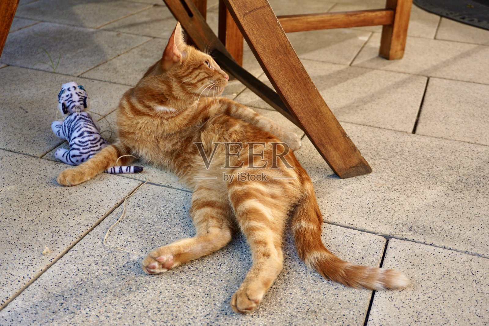 橙色的猫正躺着享受阳光。姜猫躺在一个阳光明媚的日子里。一只鲜红的猫喜欢夏天。照片摄影图片