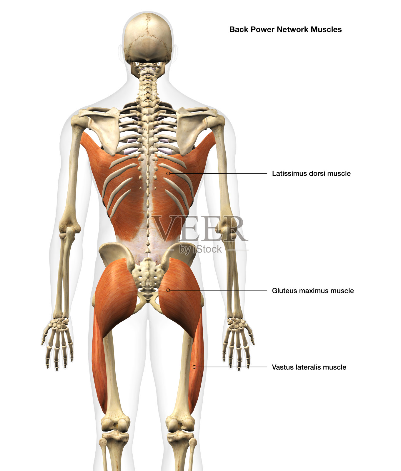 男性背部力量肌肉在白色背景与文本标签照片摄影图片