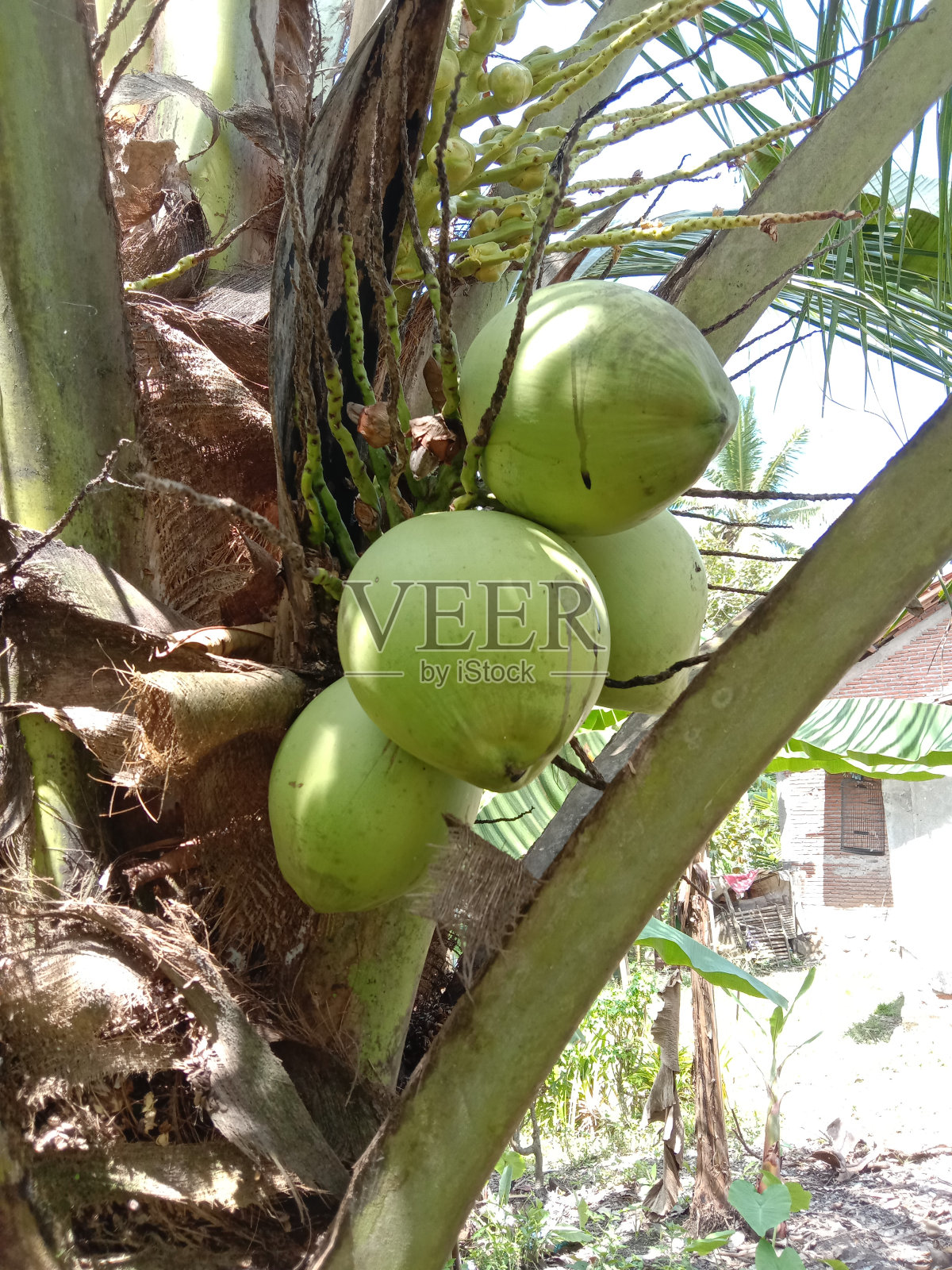 绿色的椰子果实准备收割照片摄影图片