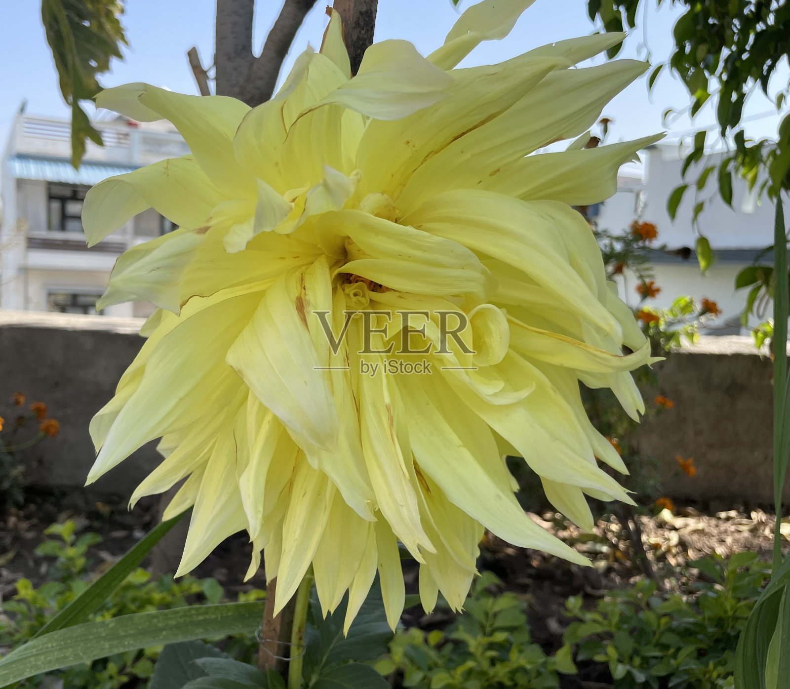 黄色大丽花的特写。照片摄影图片