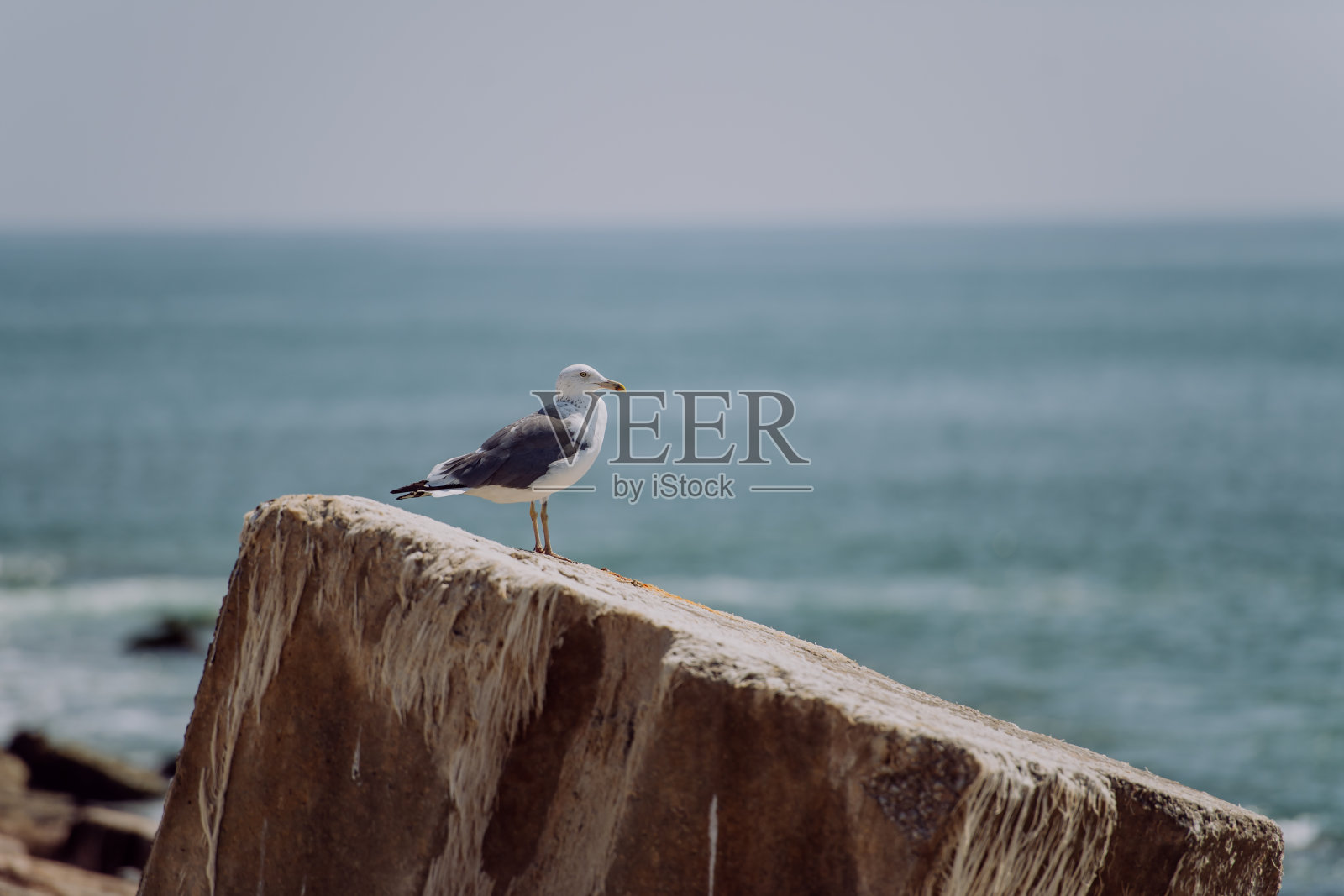 海边石头上的海鸥特写照片摄影图片