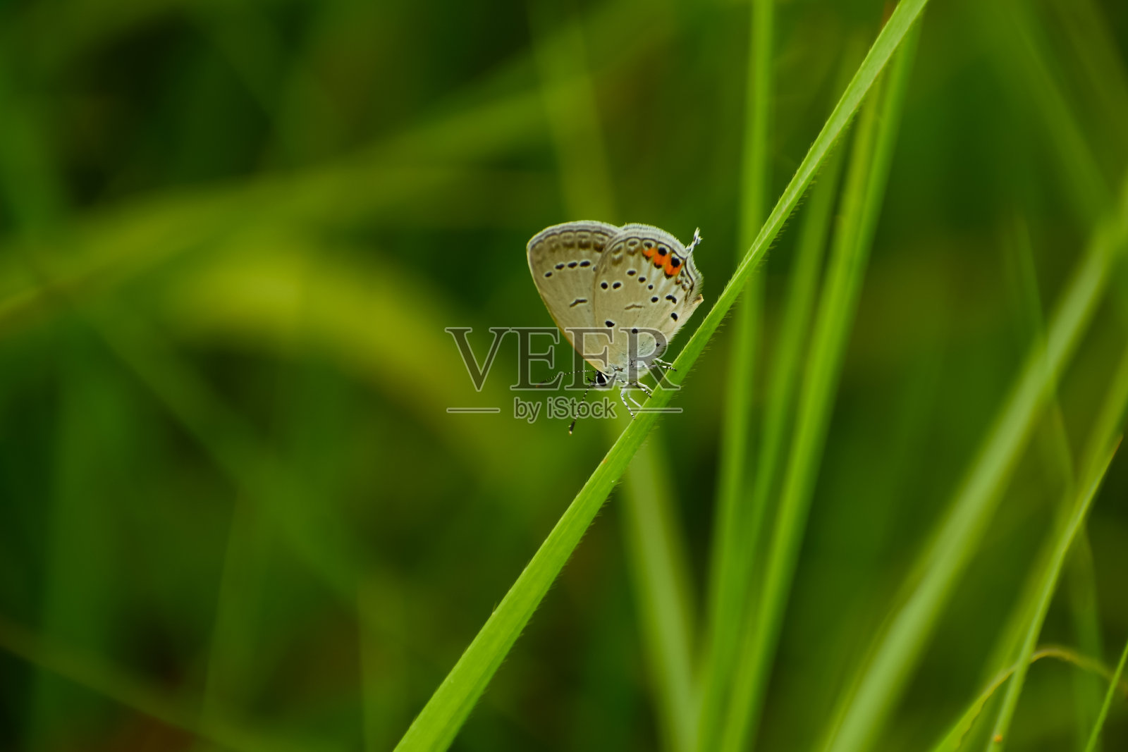 蝴蝶在自然栖息地休息照片摄影图片