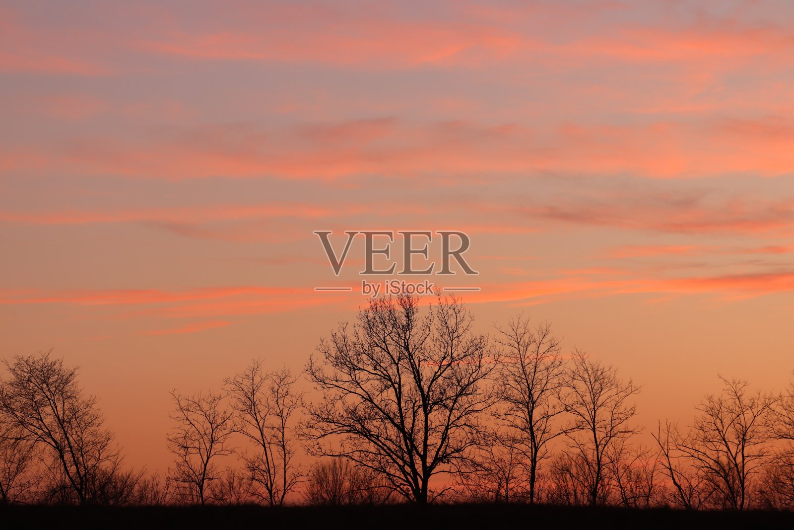 树照片摄影图片