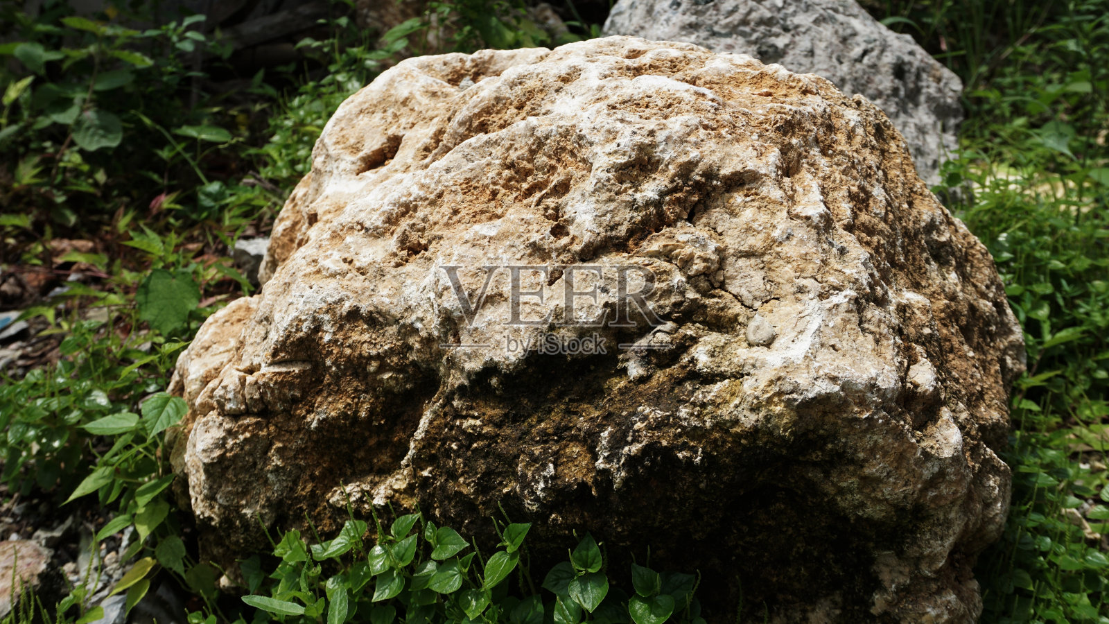 森林里的石头照片摄影图片