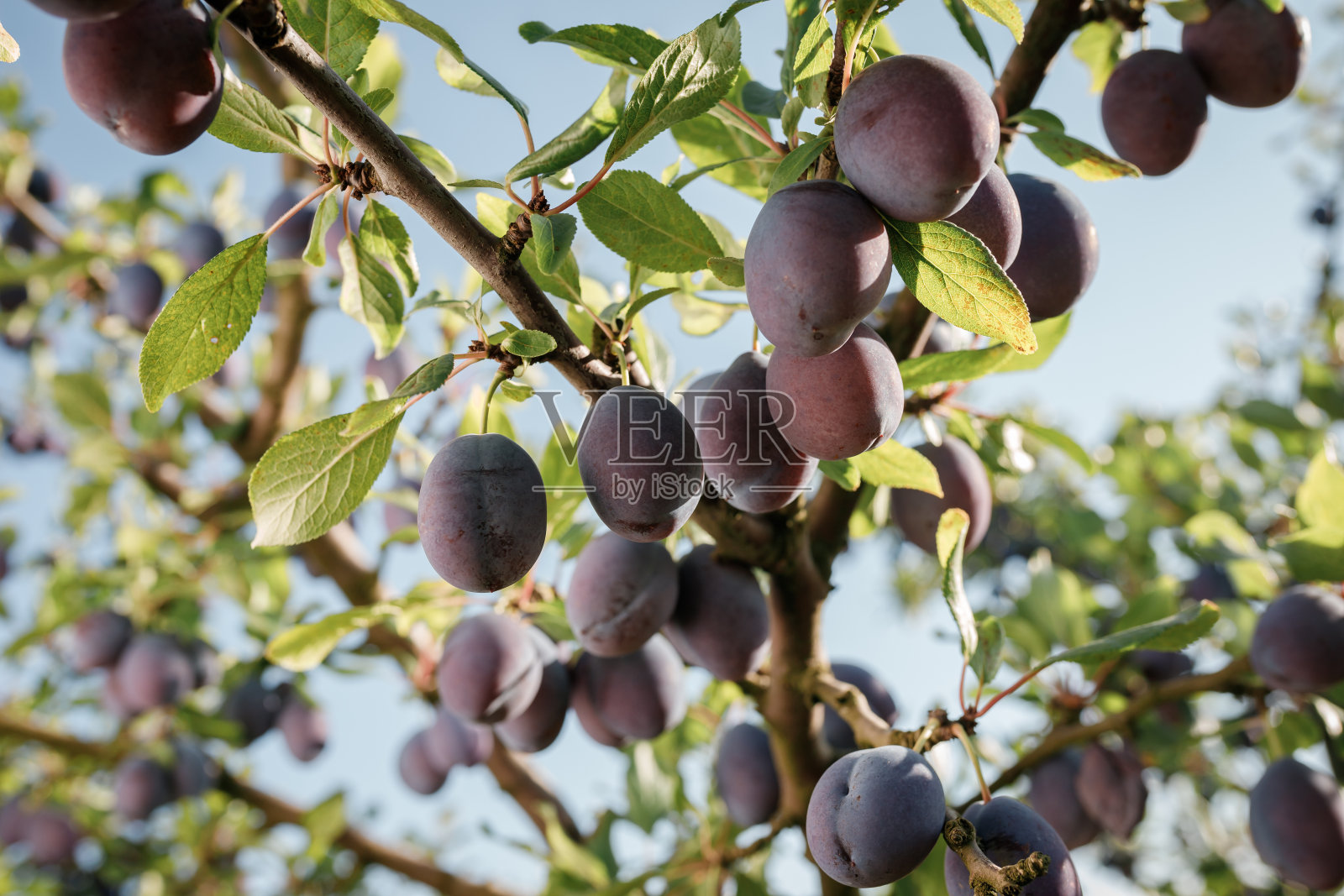 花园里树枝上成熟的蓝李子。秋收概念。农业种植背景，种植水果多照片摄影图片