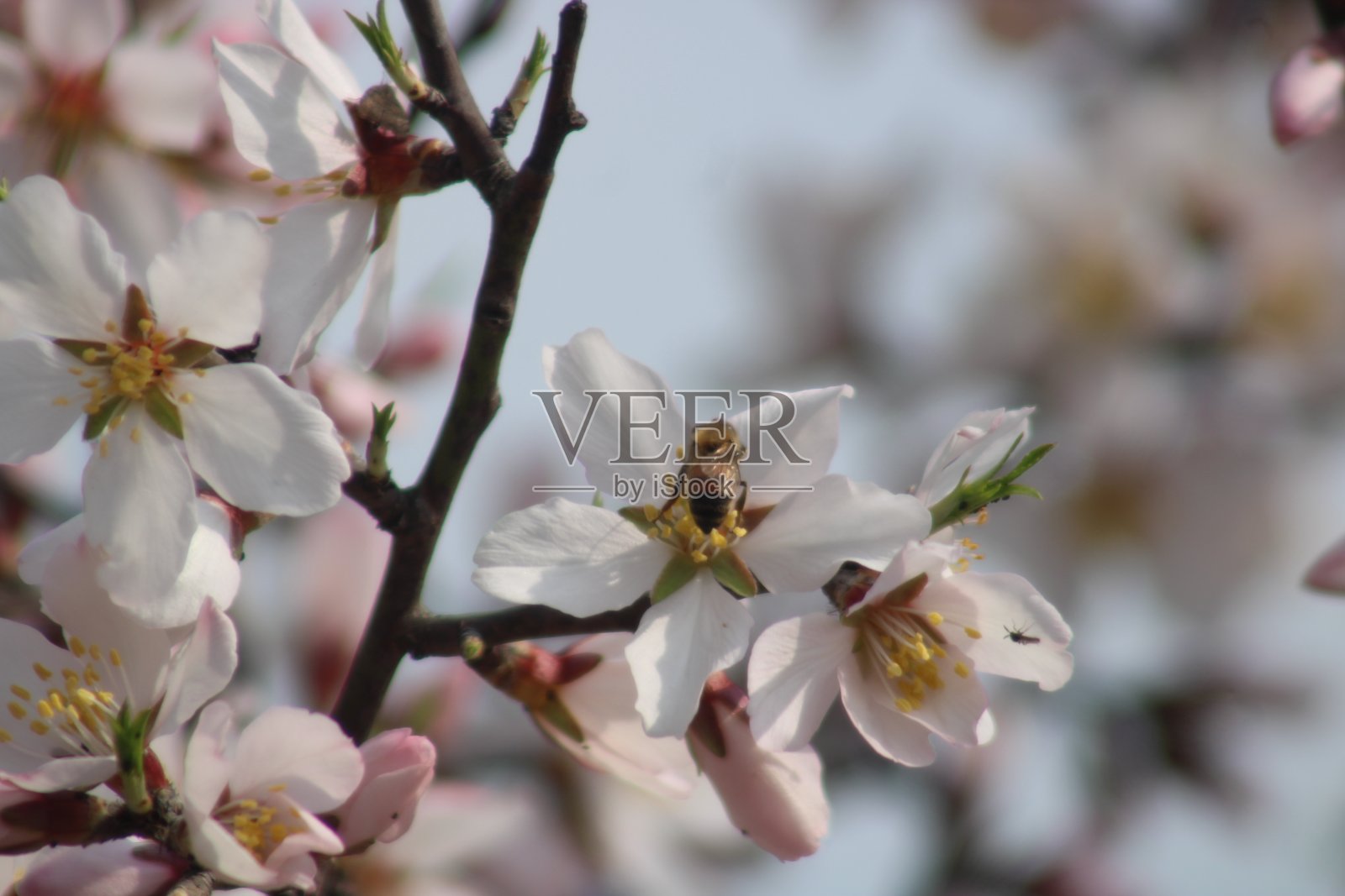 春天开花了。照片摄影图片