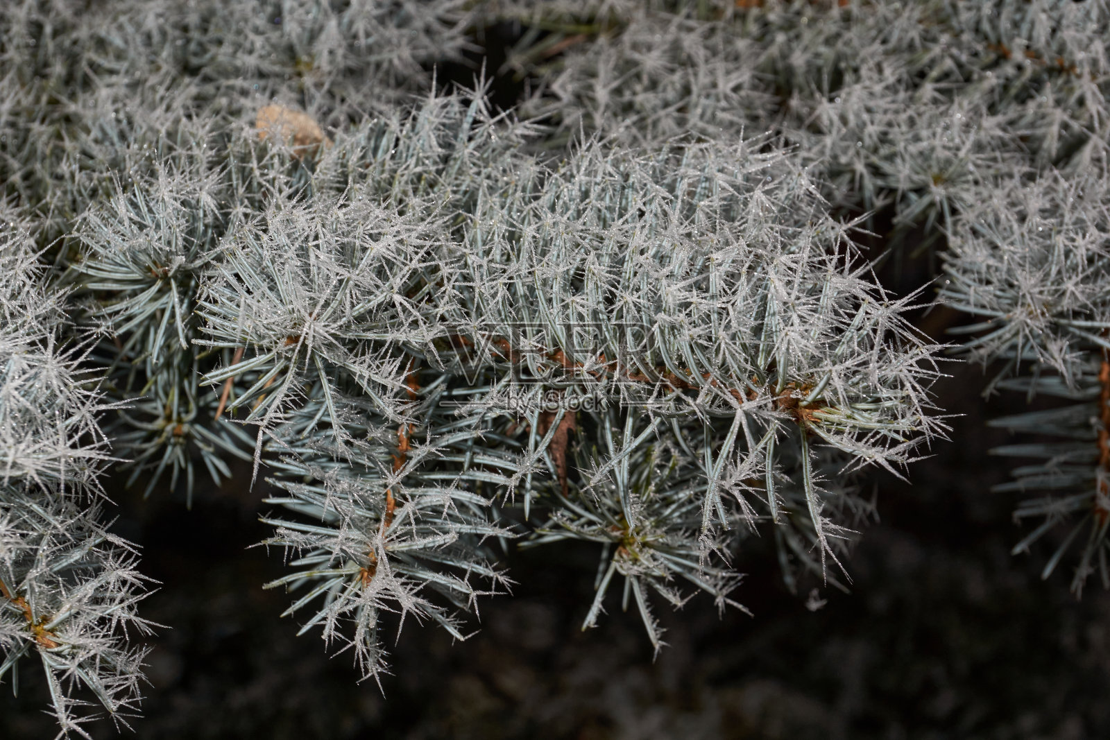 霜中的蓝色云杉。冬天的魔法。照片摄影图片