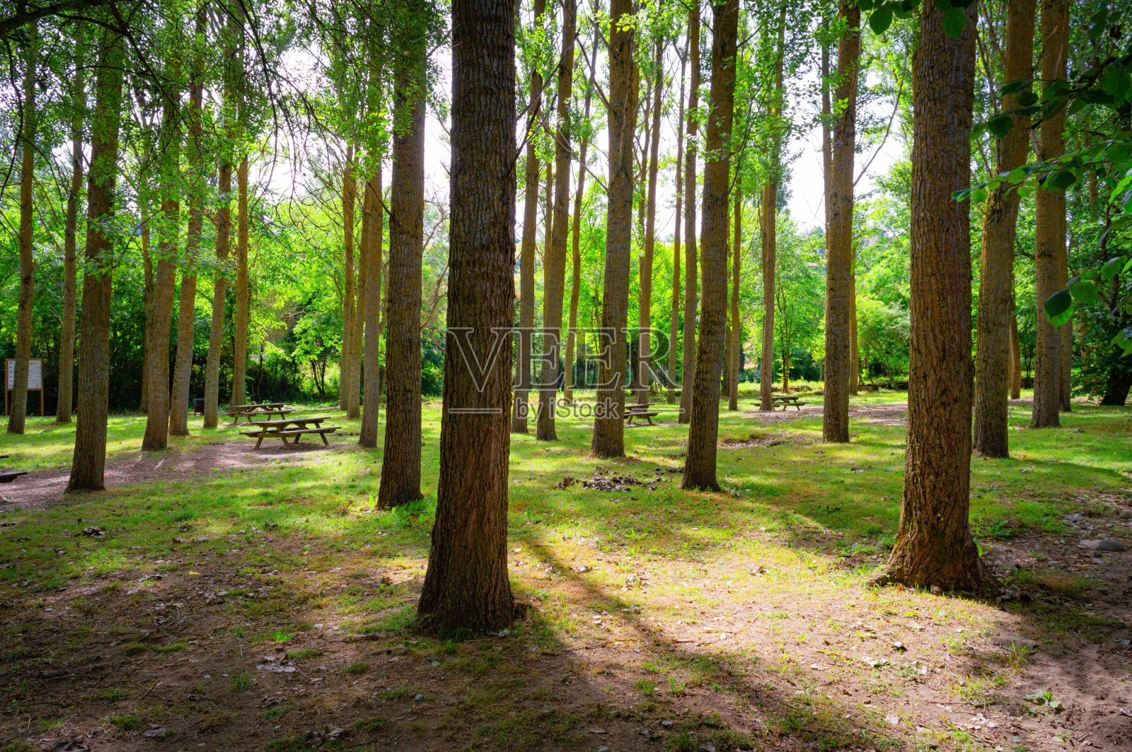 自然，田野，森林照片摄影图片