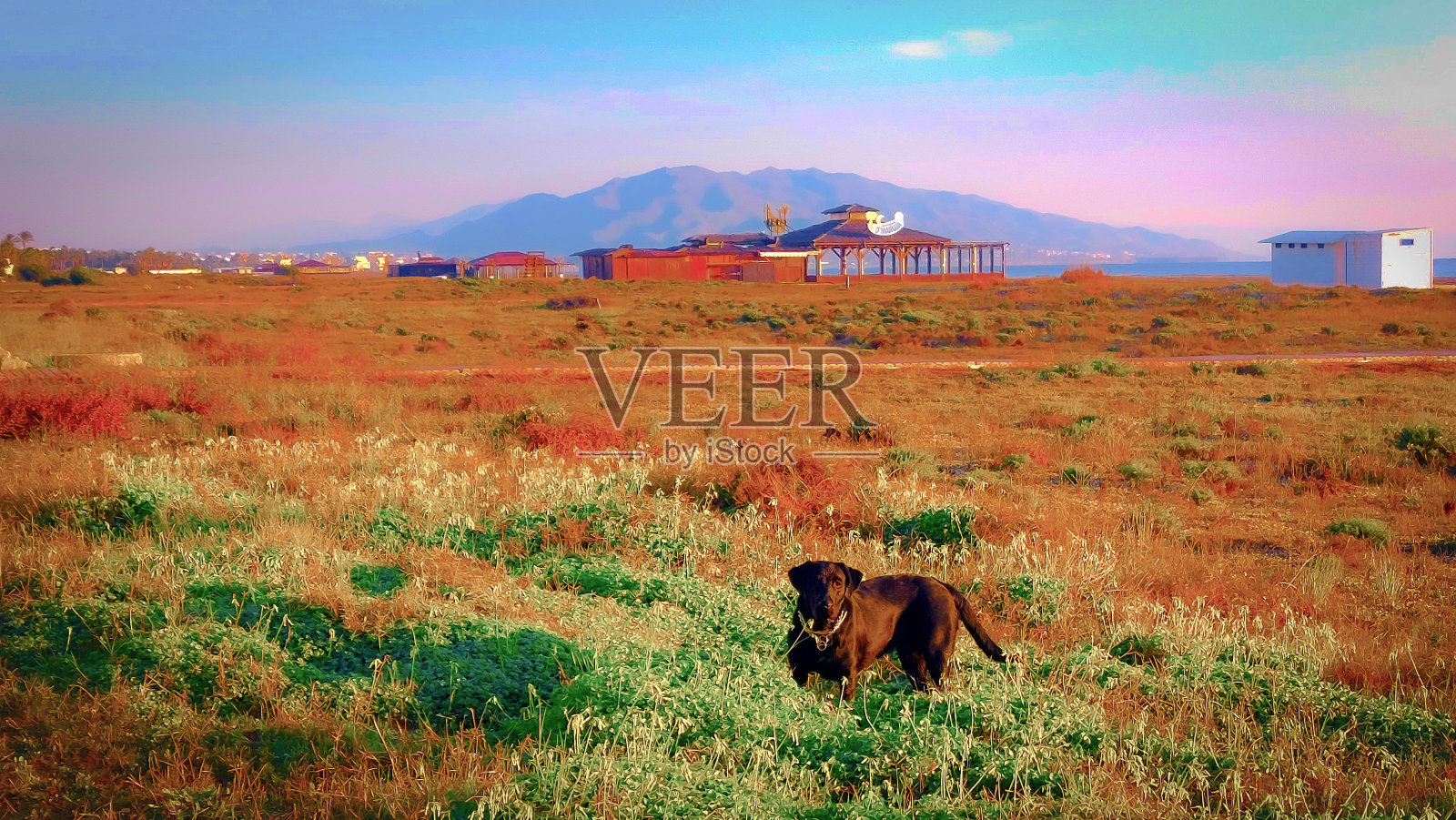 日出在海滩上和狗照片摄影图片