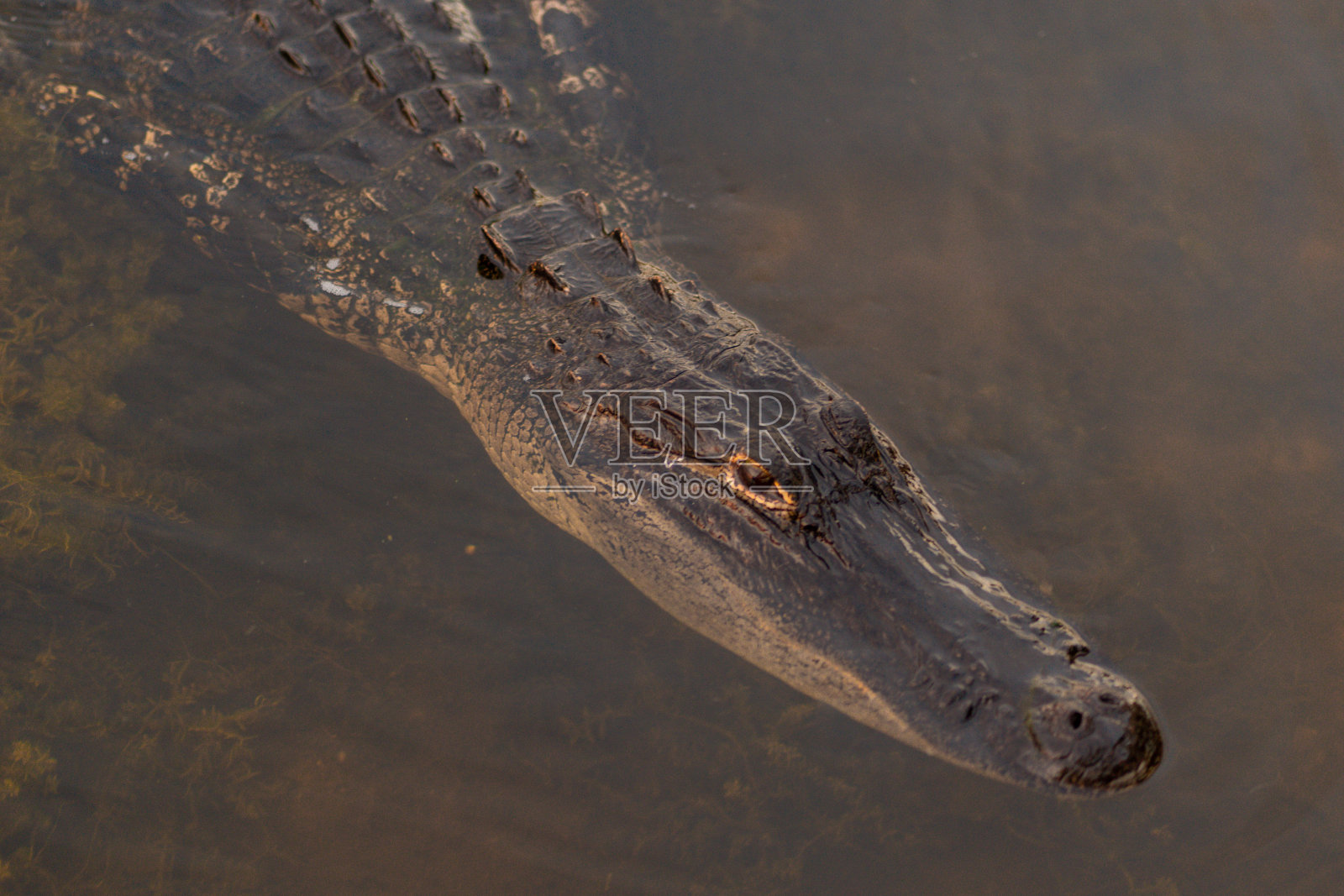 野生动物照片摄影图片