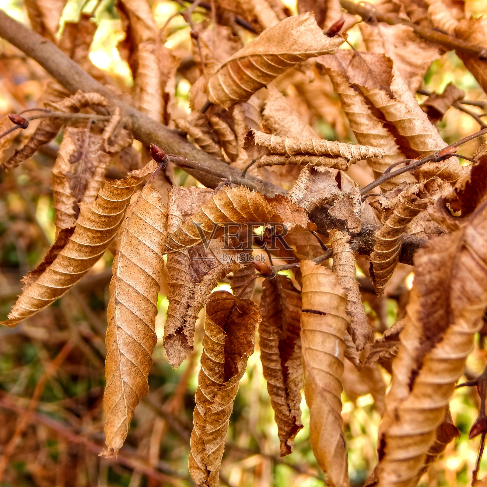 简单美味的食物照片照片摄影图片