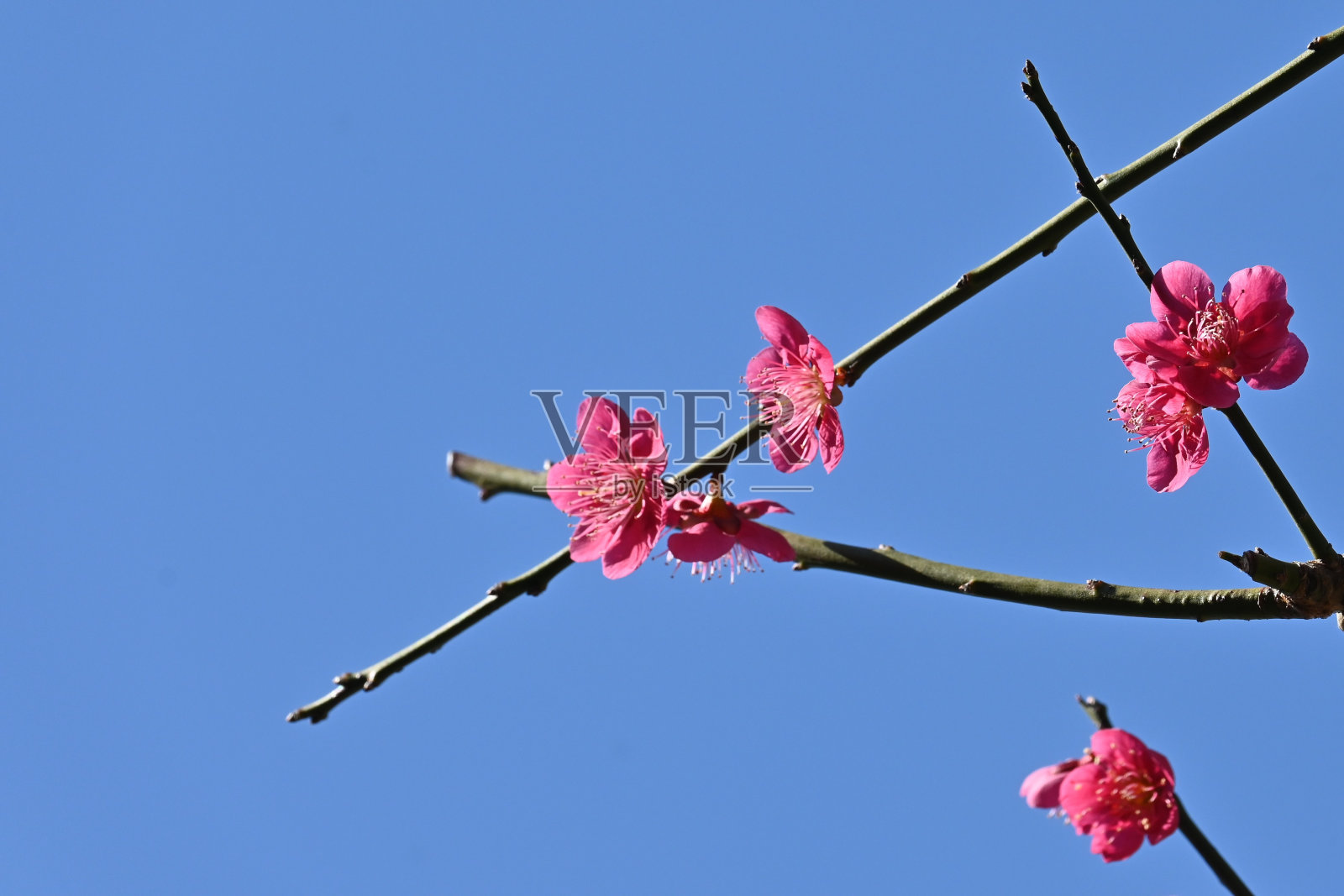 日本风格的花园中盛开着盛开的梅花。照片摄影图片