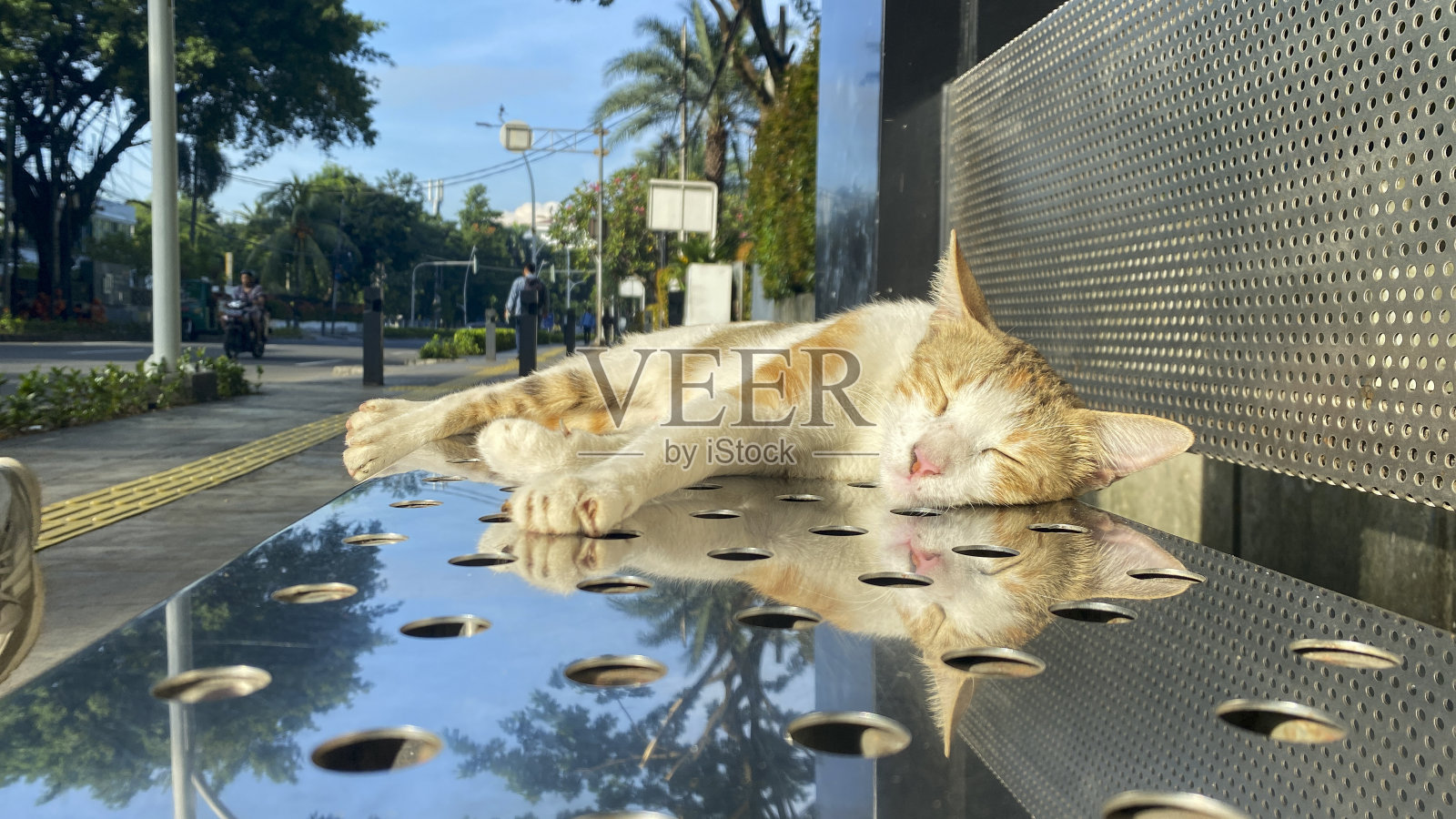 熟睡的姜猫照片摄影图片