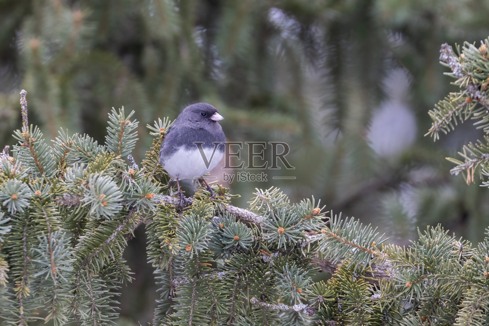 黑眼睛的junco (junco hyemalis)照片摄影图片