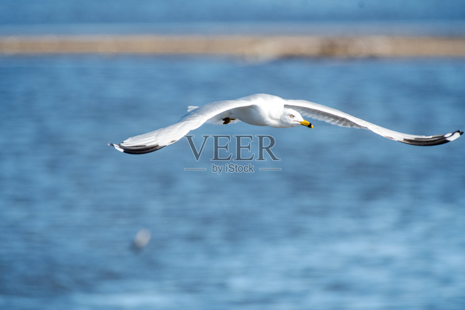 环嘴鸥飞过水面照片摄影图片