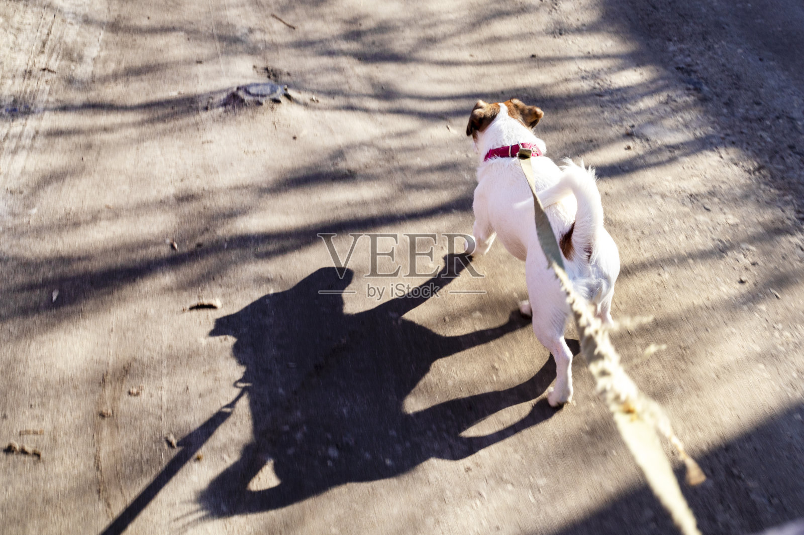 杰克罗素梗在一个阳光灿烂的日子里，牵着皮带，水平行走照片摄影图片