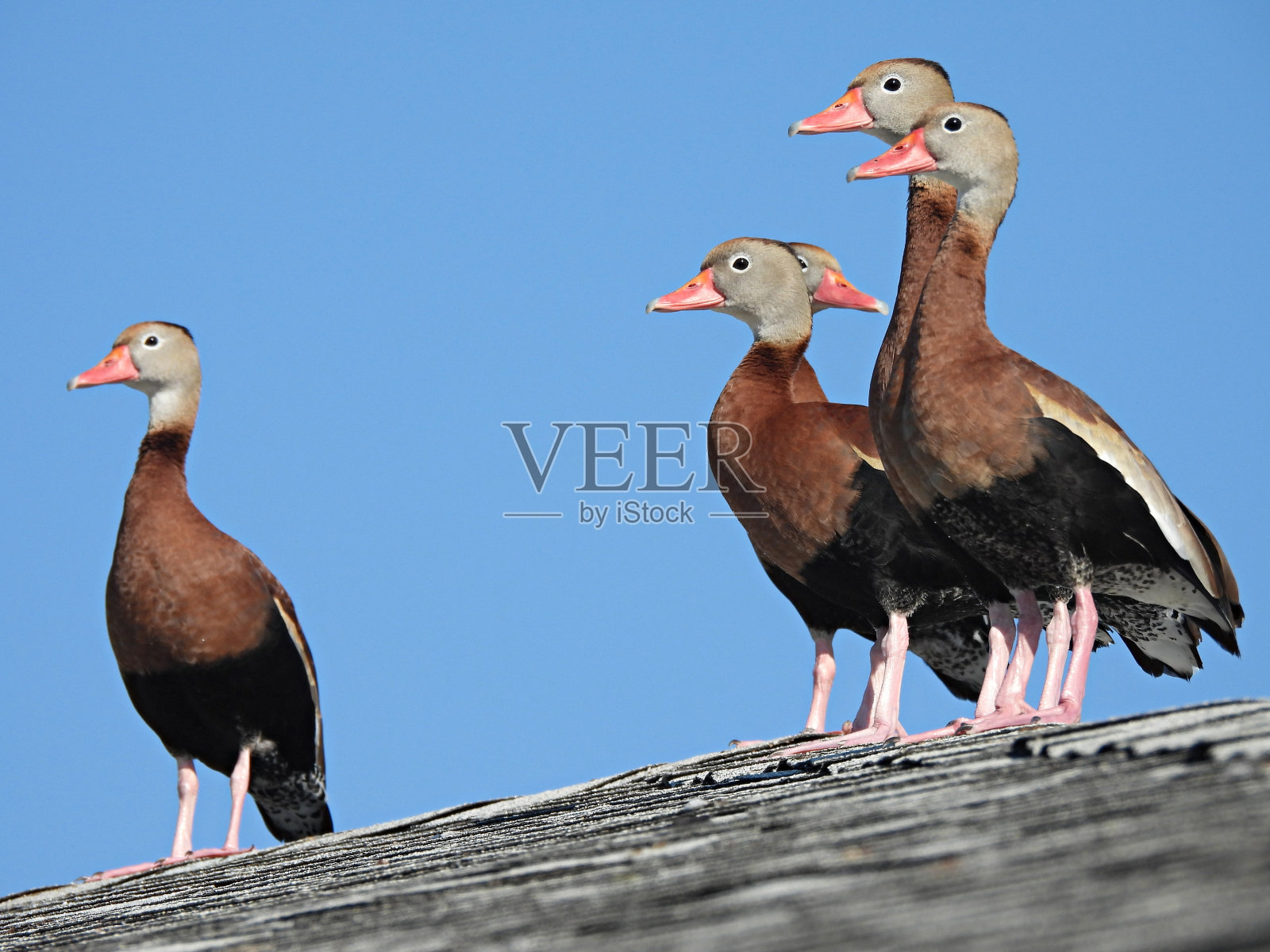 黑腹吹口哨鸭(Dendrocygna nalis) -在屋顶休息照片摄影图片