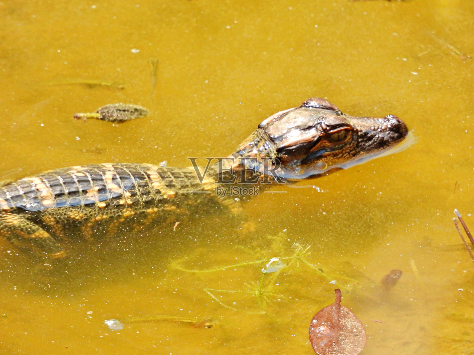 美洲短吻鳄(密西西比短吻鳄)-在运河中幼年照片摄影图片