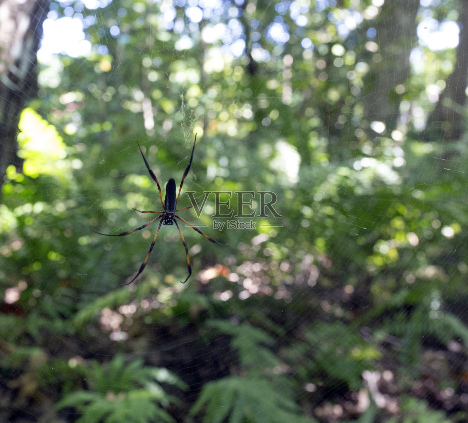 看红腿金球织女蜘蛛照片摄影图片