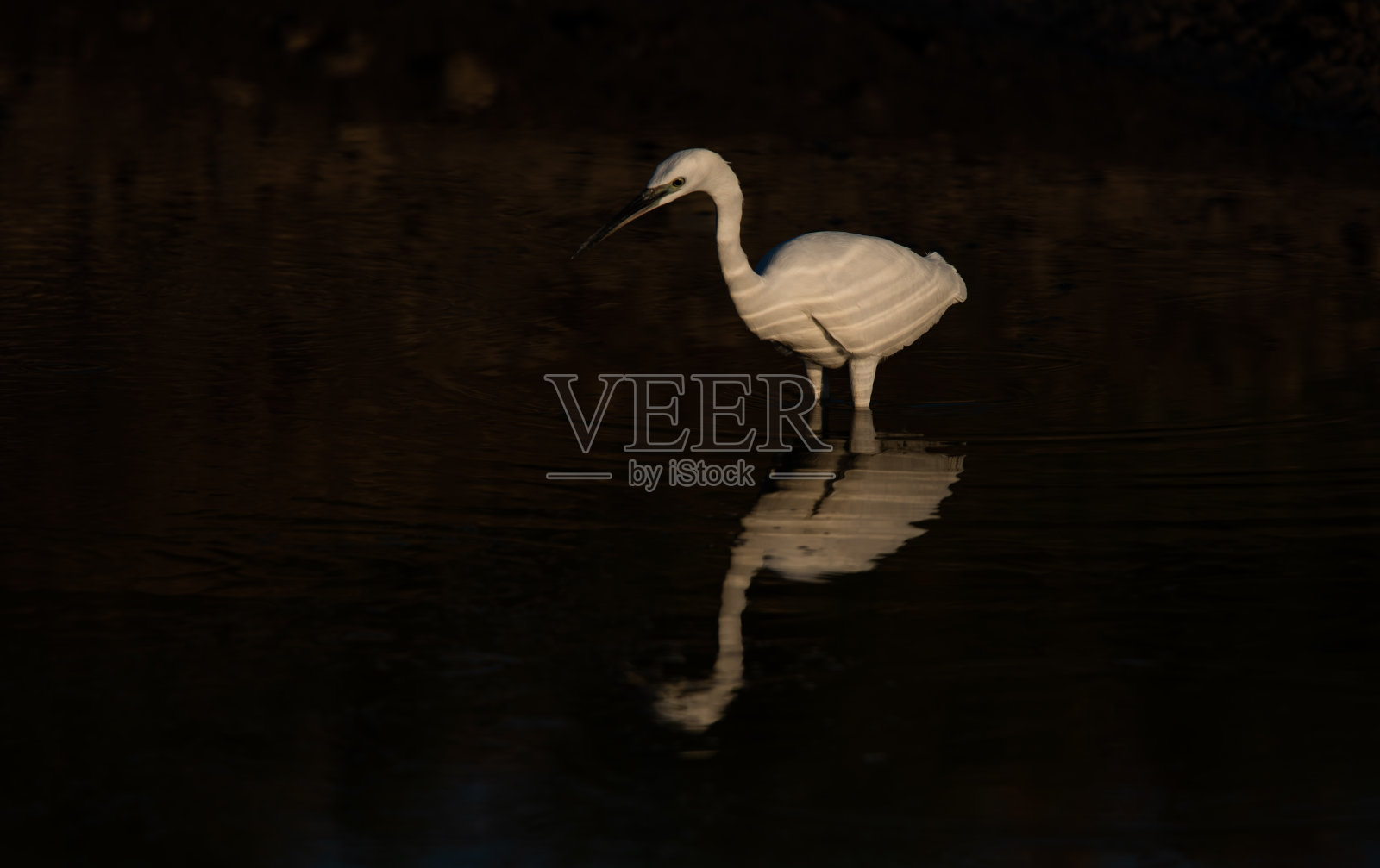 小白鹭照片摄影图片