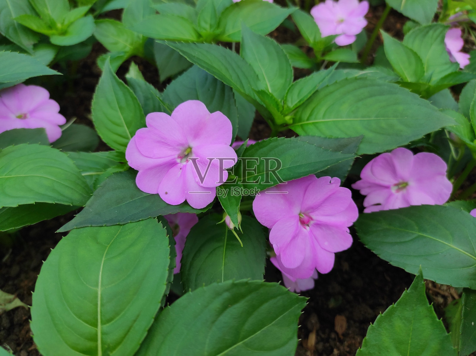 凤仙花是凤仙花科的一种植物照片摄影图片