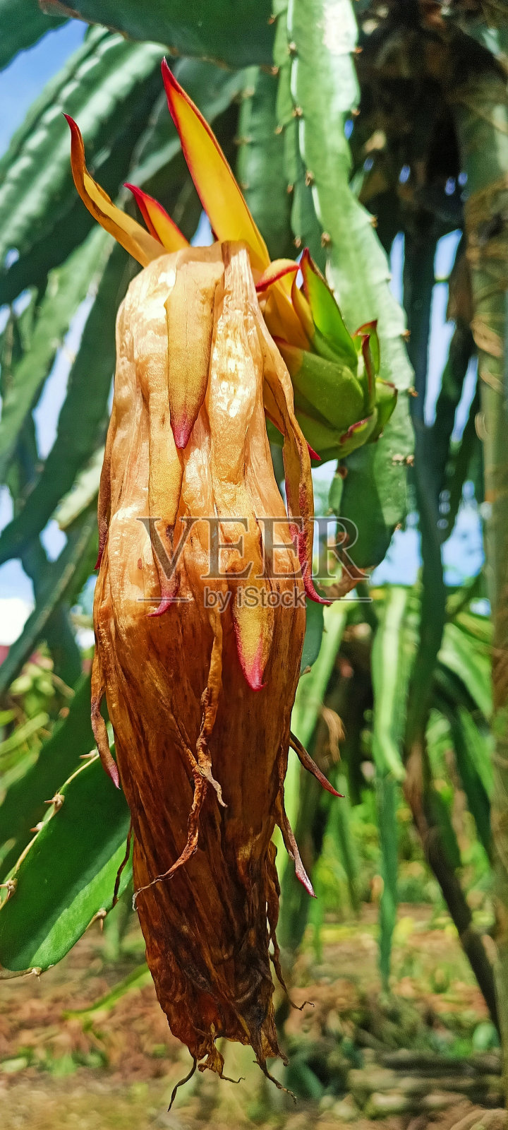 枯萎火龙果花的背景照片照片摄影图片