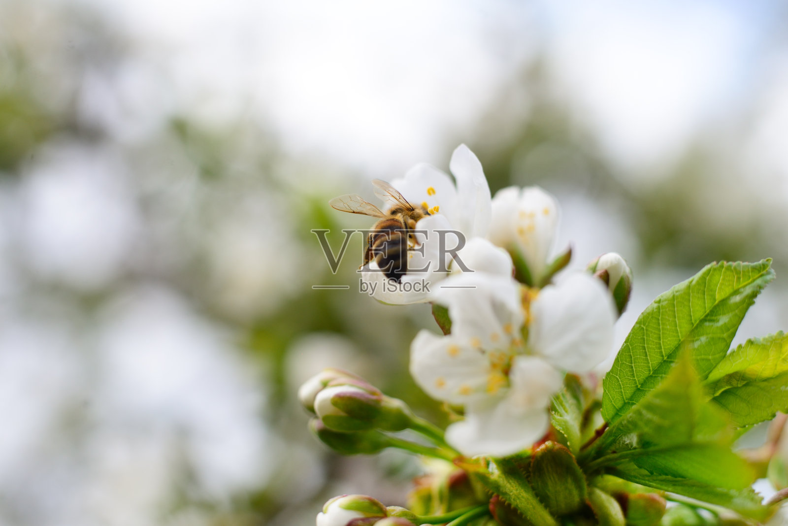 蜜蜂在花上。照片摄影图片