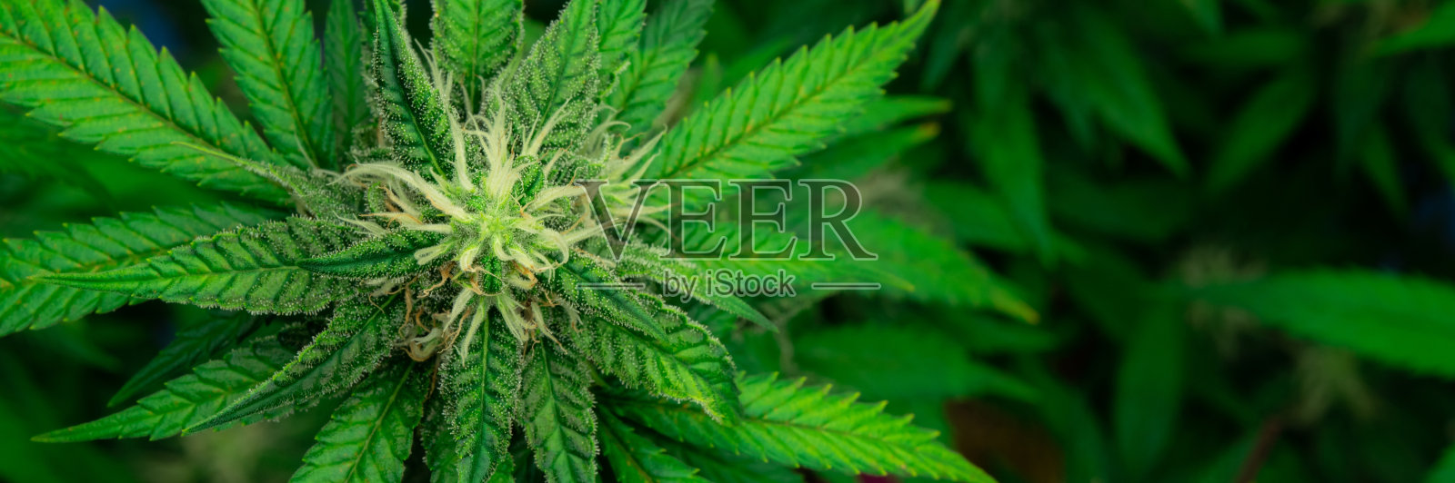 在种植设施，室内农场，带芽的大麻大麻的特写。照片摄影图片