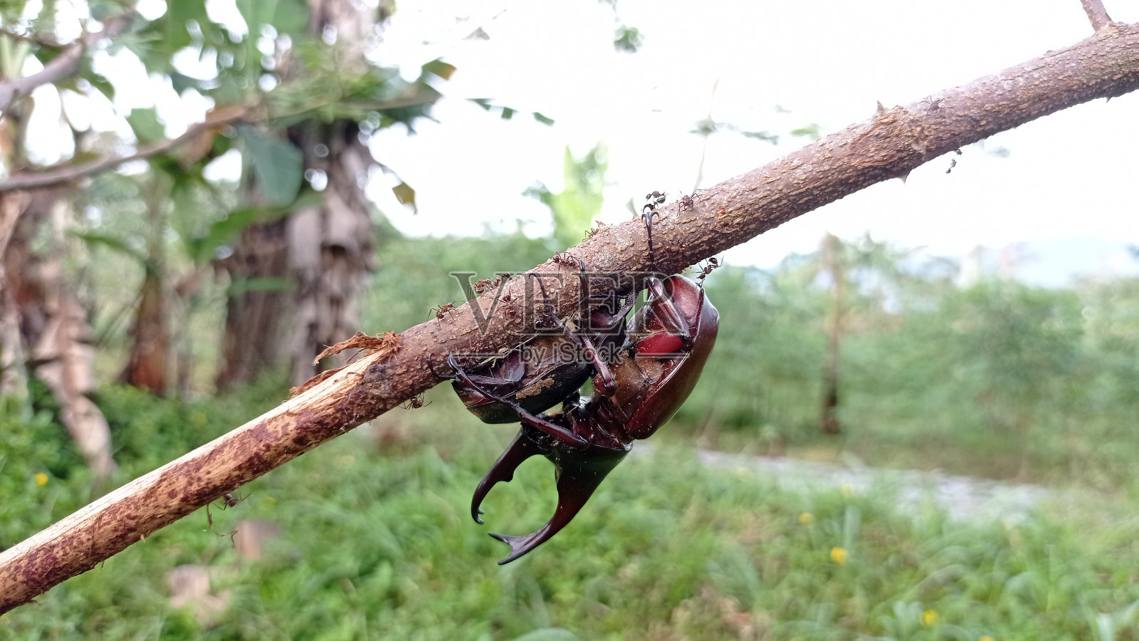 雄性和雌性犀牛甲虫照片摄影图片