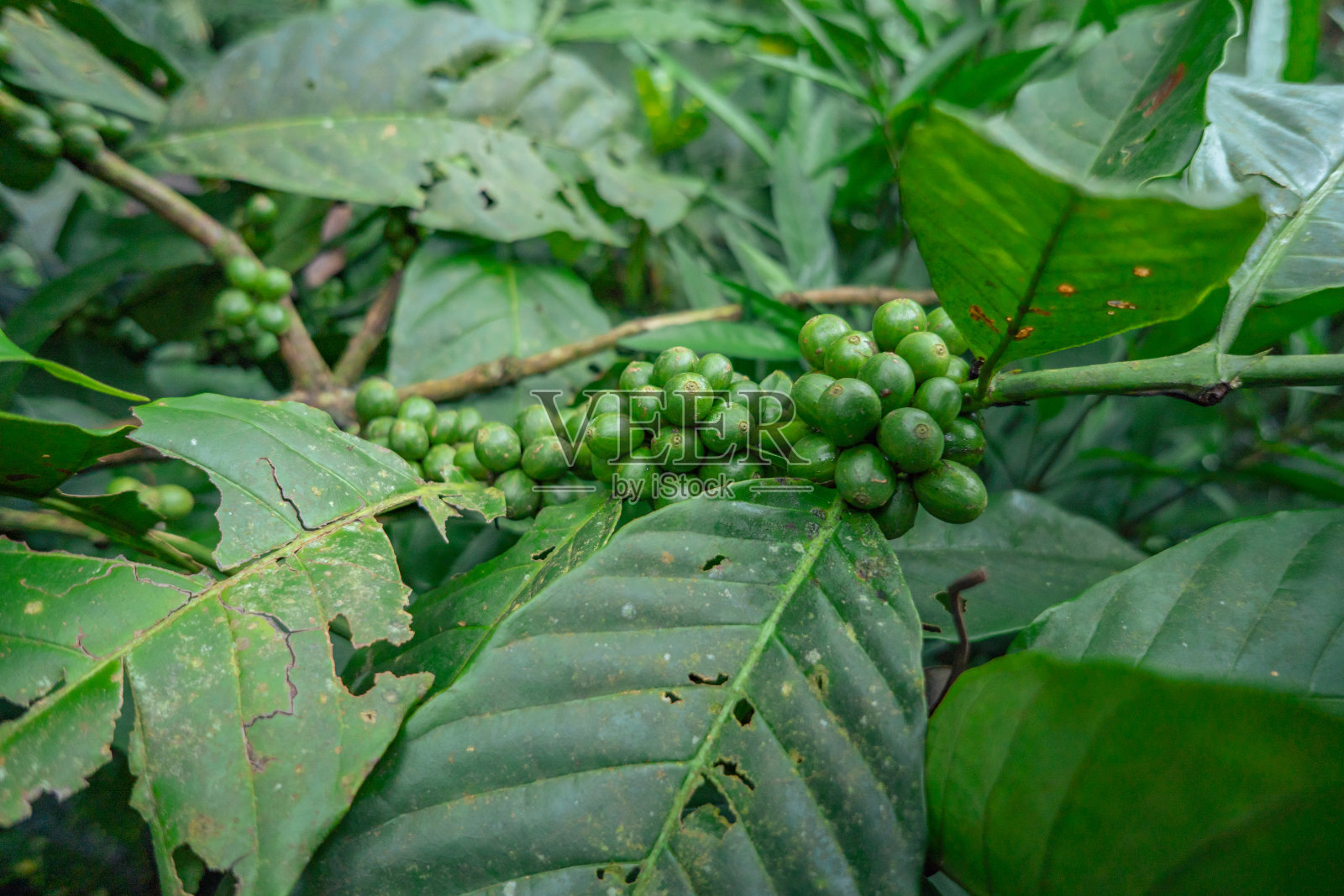 绿色咖啡豆，当春天的季节在热带森林。照片摄影图片