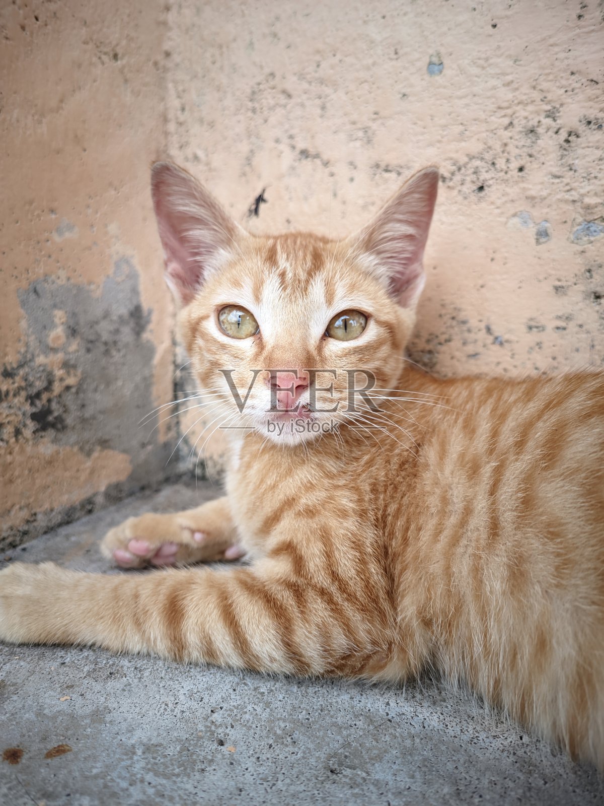 街头亚洲/泰国猫，橙色的猫在地板上放松，看着镜头前照片摄影图片